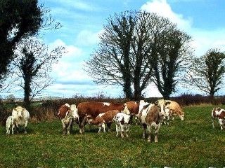 Grove Farm House Inistioge Esterno foto